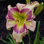 Tiger Bite Daylily